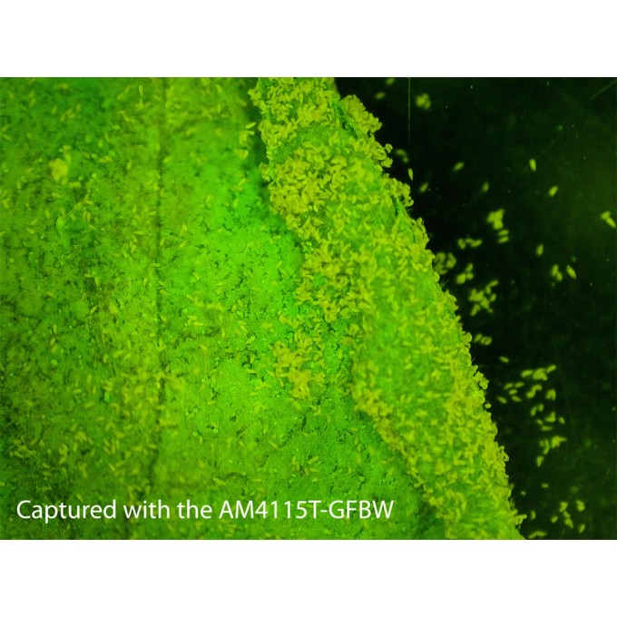 Microscop portabil USB Dino-Lite - AM4115T-GFBW cu lumina albastra (480 nm) si filtru 510 nm - fluorecenta verde (proteina)